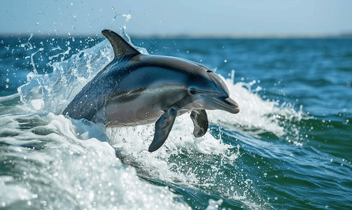 卡通水海浪摄影照片_海豚在海浪上跳跃