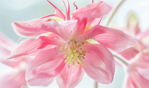 观察开花的粉红耧斗菜的中心