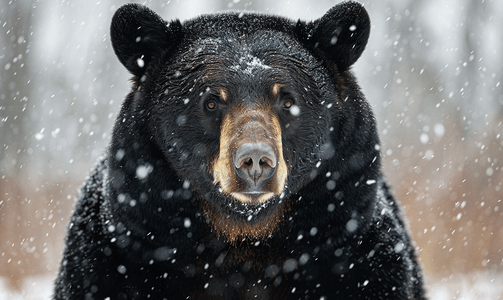 一只黑熊棕灰熊的肖像在雪地里看着你
