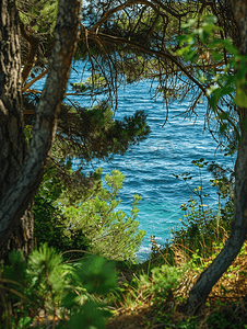 热带树木摄影照片_透过树木看海景