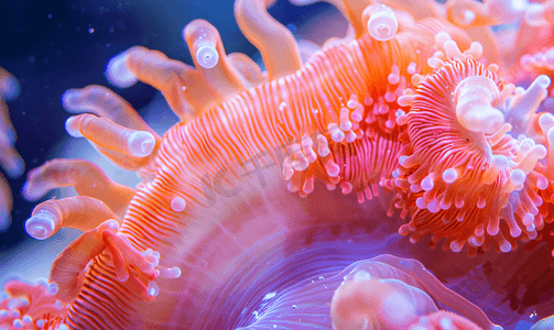 粉色珊瑚摄影照片_粉色和橙色的海葵触手细节