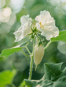 白色的茄子花在蓝色自然背景蔬菜上盛开