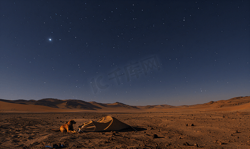 帐篷露营摄影照片_晚上在沙漠帐篷营地的狗