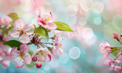 精致装造摄影照片_模糊背景中盛开的粉红色苹果树花的早午餐