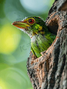 线斑拟啄木鸟在树上筑巢