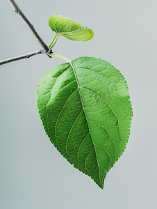 树叶子纹理摄影照片_孤立的绿叶苹果树的背面