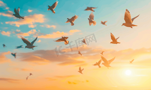 日落时飞翔的鸟群自由概念