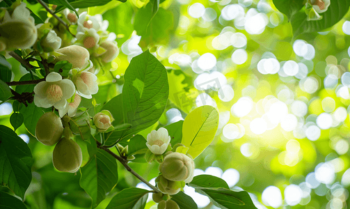 结绿色果实的白色丝棉树或木棉树