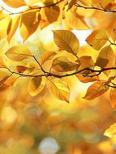 背景纹理叶子摄影照片_秋季的酸橙树叶子