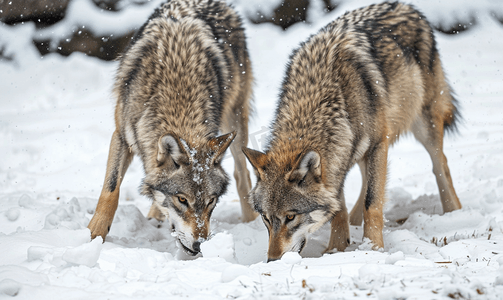 两只灰狼在雪地里吃饭时被孤立