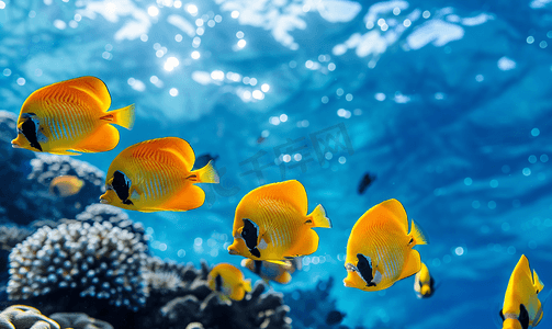 好看的海底珊瑚摄影照片_马尔代夫蓝色海洋珊瑚礁中的天使鱼群