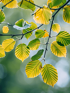 金色图图摄影照片_秋季的酸橙树叶子