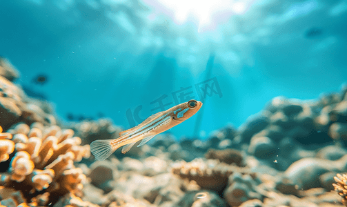 扁平潜水摄影照片_水肺潜水时在红海水下发现针鱼