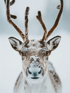 冬季雪地里的拉普兰驯鹿肖像