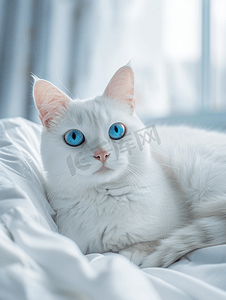 猴子家里摄影照片_家里有两种颜色眼睛的可爱白猫形象