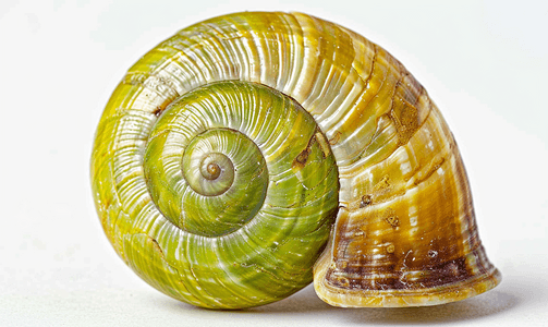 螺旋摄影照片_分离的海软体动物蜗牛的绿色螺旋壳
