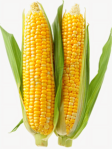玉米新鲜孤立在白色背景特写标题