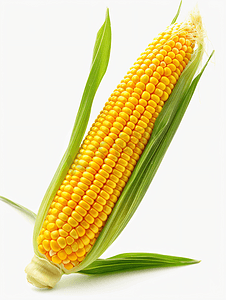玉米新鲜孤立在白色背景特写标题