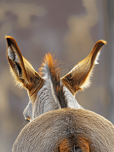 动物表演游行中的驴尾巴