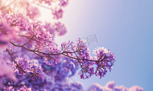 蓝花楹树与丁香花