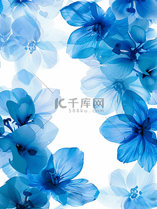 白色雏菊背景背景图片_背景与蓝色的花朵