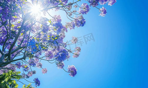 阳光明媚的日子蓝花楹树的花朵与蓝天盛开