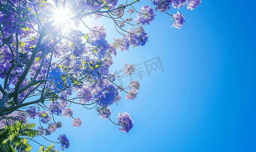 绿色叶子几何摄影照片_阳光明媚的日子蓝花楹树的花朵与蓝天盛开