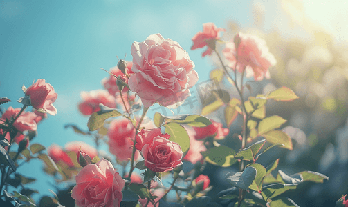 飘舞的玫瑰摄影照片_花园里的粉红玫瑰