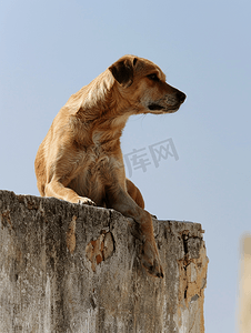 屋顶摄影照片_墨西哥屋顶上被遗弃的狗