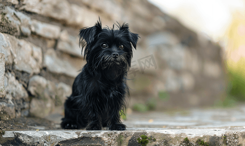 石阶上的一只小黑狗