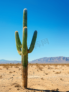 干旱的沙漠摄影照片_南下加利福尼亚州沙漠中的巨型仙人掌