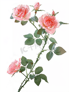粉色攀岩玫瑰复古