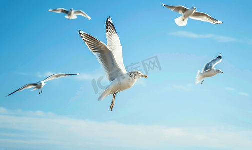 天空中翱翔的海鸥群