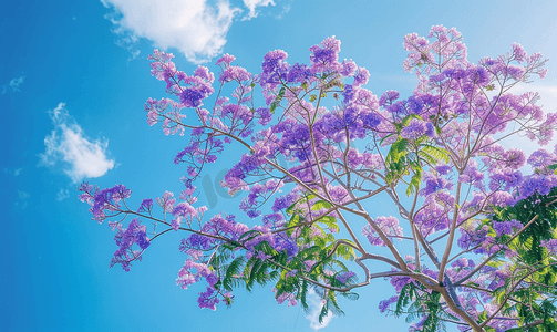叶子png素材摄影照片_阳光明媚的日子蓝花楹树的花朵与蓝天盛开