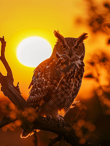 夕阳黄底上的孤立猫头鹰