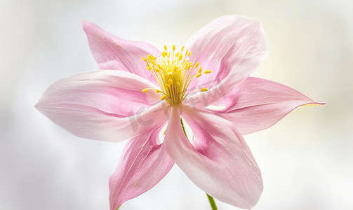 观察开花的粉红耧斗菜的中心