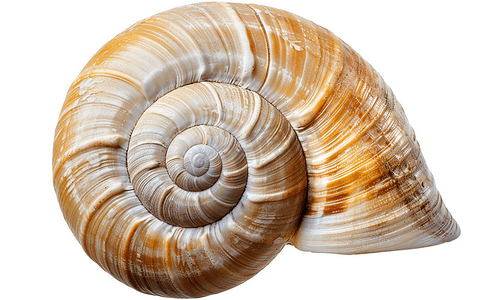 蜗牛的背景摄影照片_分离的大海软体动物蜗牛的螺旋壳