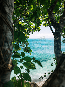 热带树木摄影照片_透过树木看海景
