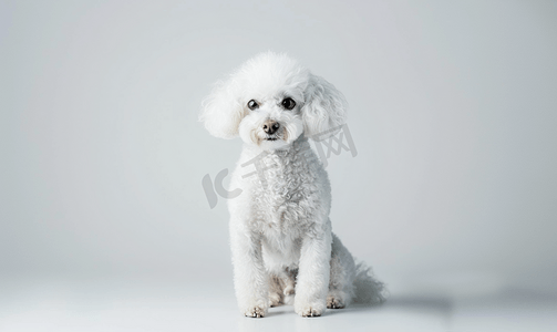 白色背景上的拉斯塔贵宾犬白狗