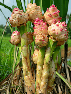 高良姜或老挝或克拉瓦斯是一种可以生活在高原的块茎植物