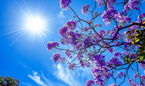 阳光明媚的日子蓝花楹树的花朵与蓝天盛开