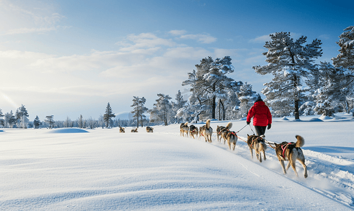 冬季在拉普兰和雪橇犬一起滑雪橇