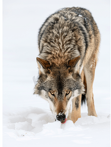 一只灰太狼在雪中被孤立一边吃一边看着你