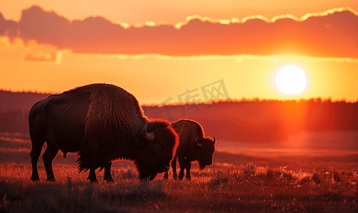 野牛水牛家族日落剪影在拉马尔谷黄石怀俄明州