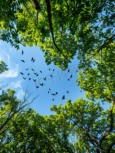 鸟儿飞翔动图摄影照片_绿树成荫天空晴朗鸟儿在美丽的大自然中飞翔