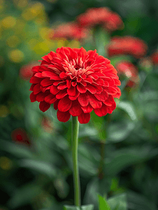 花园里模糊的植物茎前一朵充满活力的红色百日草花