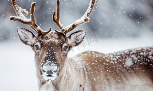 鹿茸菌炖肚条摄影照片_冬雪时节的驯鹿肖像