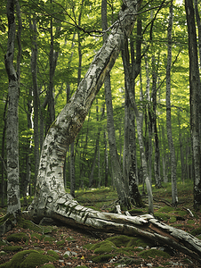 山毛榉摄影照片_山毛榉森林和弯曲的树