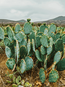 高达无尽的华尔兹摄影照片_墨西哥西楚瓜纳华托州塞拉戈尔达的仙人掌田