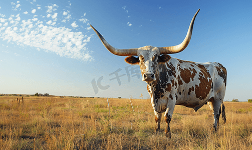 牧场上一头大型长角牛的侧面像